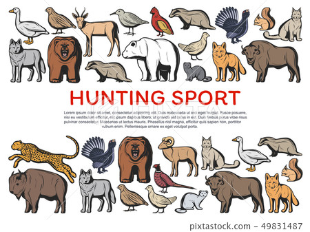 Wild forest animals and birds. Hunting sport Wild forest animals and birds. Hunting sport 49831487