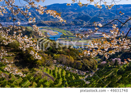 (Shizuoka Prefecture) Tata plain seen from Izunokuni City, Ibarakiyama 49831748