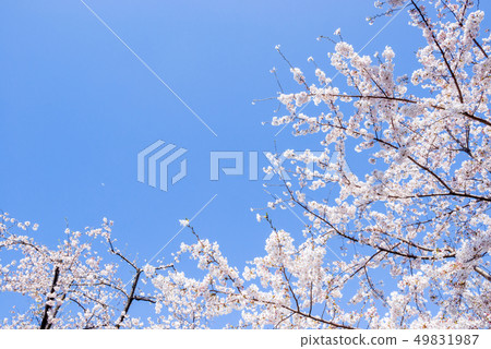 Cherry Blossom. A symbolic flower tree in Japan. 49831987