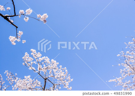 櫻花和天空 49831990