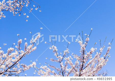 櫻花和天空 49831995