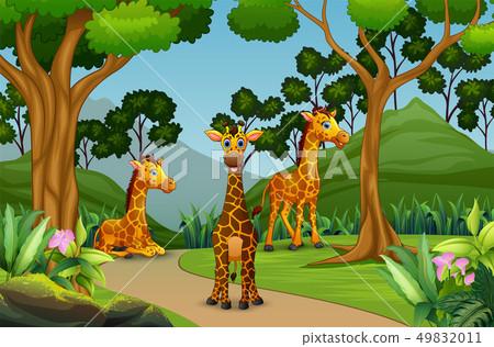 A group of giraffe enjoying in the forest 49832011