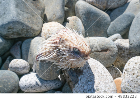 Halisenbon corpse 49832228