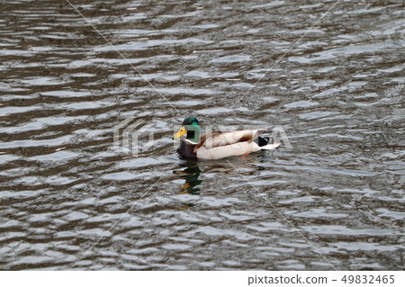 Mallard male swimming in a pond 49832465