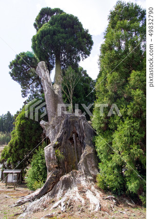 Amida cedar Kumamoto prefecture Amida cedar Kumamoto prefecture 49832790