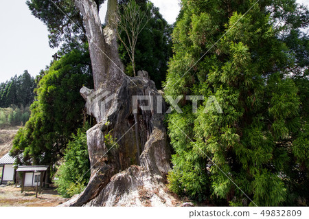 Amida cedar Kumamoto prefecture Amida cedar Kumamoto prefecture 49832809