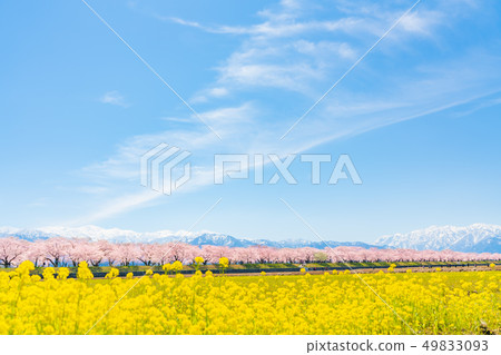 Spring in Japan Toyama Prefecture Ayukawa Bellina flowers and cherry blossom trees Spring in Japan Toyama Prefecture Ayukawa Bellina flowers and cherry blossom trees 49833093
