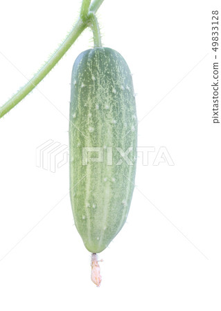 Fresh cucumber attach branch 49833128