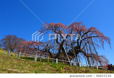 Cherry blossoms of the fall 49833130