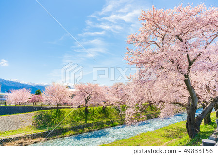 A row of cherry blossom trees along the clear stream along the spring of Toyama Prefecture 49833156