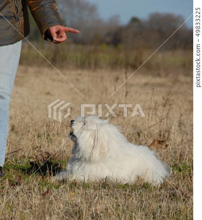 obeying dog obeying dog 49833225