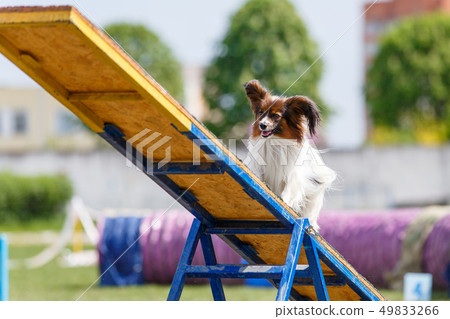 Papillon on the teeter-totter on dog agility sport competition 49833266
