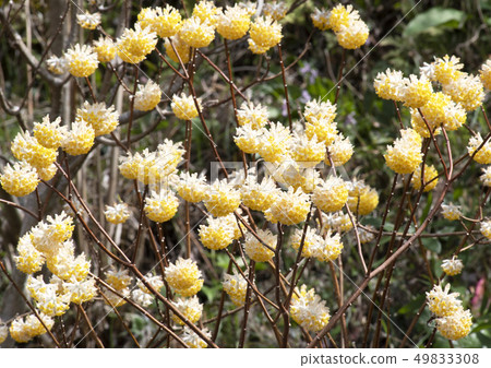 Mimata之花 49833308