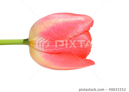 Tulip flower up, white background Tulip flower up, white background 49833352