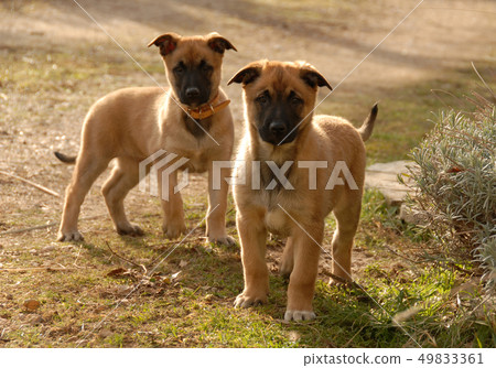 two puppies malinois two puppies malinois 49833361