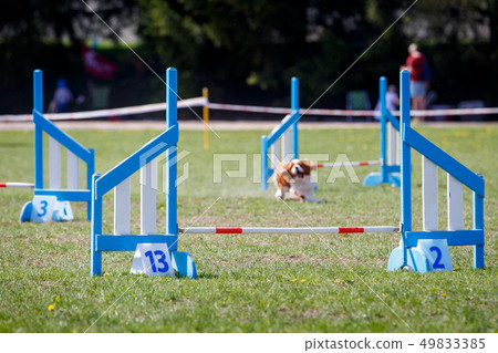 Set of obstacles on dog agility sport competitions 49833385