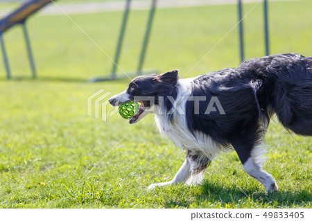 Border collie having fun playing with rubber ball and running on green field Border collie having fun playing with rubber ball and running on green field 49833405