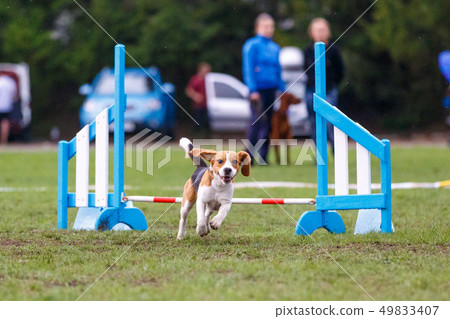 Small cute dog jumping over the obstacle on dog agility sport competition 49833407