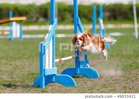 Small dog jumping over an obstacle on its course in dog agility sport competition Small dog jumping over an obstacle on its course in dog agility sport competition 49833421