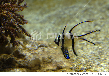 pterapogon kauderni 49834297