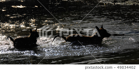 dogs in water 49834402