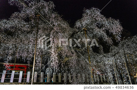 小川Su訪神社的櫻花盛開 小川Su訪神社的櫻花盛開 49834636