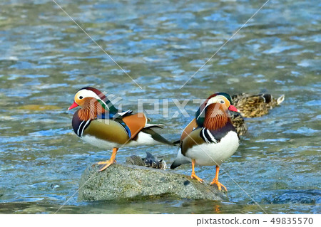 鳥取縣日野河的設置 鳥取縣日野河的設置 49835570