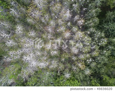 德雷克的白鷺 49836020