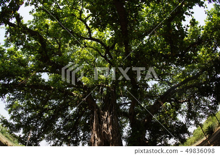 linden-Buddha-gay ā (India) 49836098