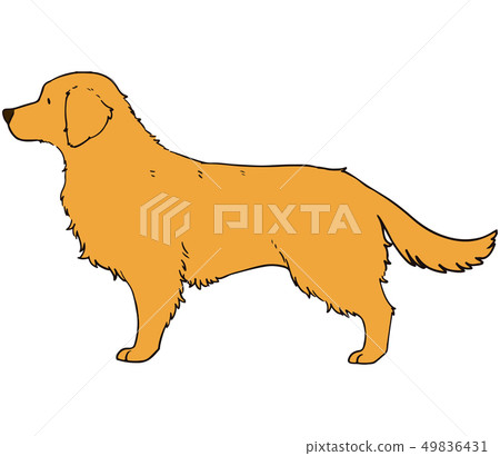 Golden Retriever Dark Gold Stock Illustration