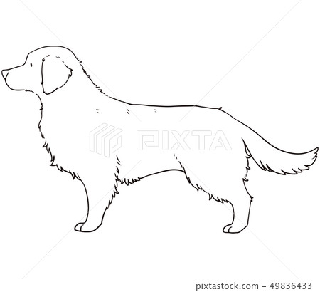 Golden Retriever 49836433