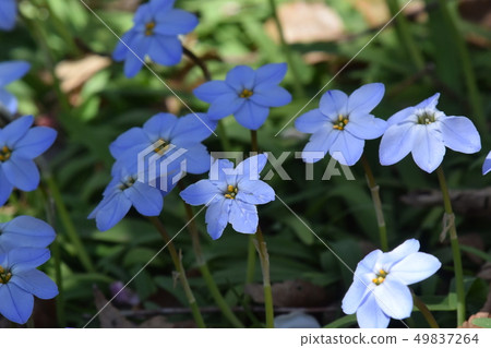 IPHEION蘆 IPHEION蘆 49837264