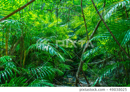 green leaf in perfect swamp forest green leaf in perfect swamp forest 49838025
