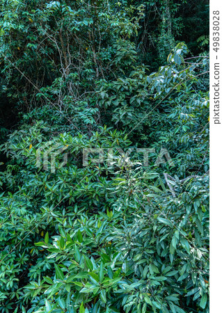green leaf in perfect swamp forest green leaf in perfect swamp forest 49838028