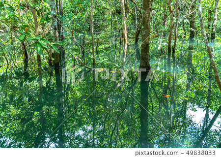 green leaf in perfect swamp forest green leaf in perfect swamp forest 49838033