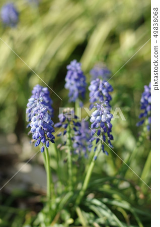 穆斯卡里花 穆斯卡里花 49838068