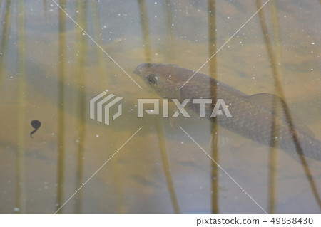 Dragonfly pond fish and tadpoles 49838430