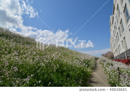 Tama River bank Tama River bank 49838681