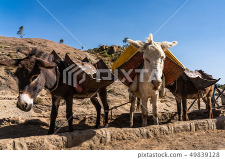 Ethiopia, Axum, donkeys in the ruins of the baths of the Queen of Saba 49839128