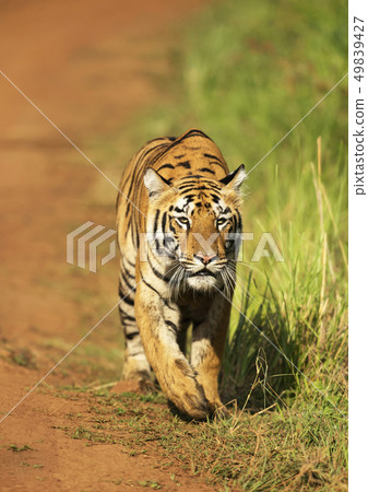 Stalking tigress, Tadoba, Maharashtra, India 49839427