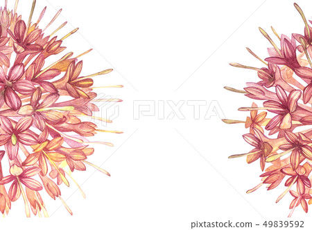 Pink flowers Gambier extracts plants watercolor botanical illustrations. 49839592