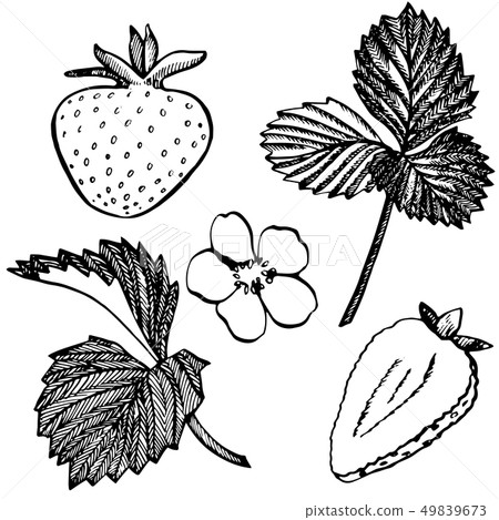 Strawberry illustration. Engraved style illustration. Sketched hand drawn berry, flowers, leafs and Strawberry illustration. Engraved style illustration. Sketched hand drawn berry, flowers, leafs and 49839673