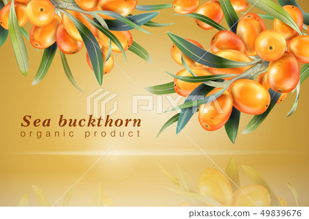 Sea buckthorn isolated on the white. Illustration in 3d style. The concept of realistic image of 49839676