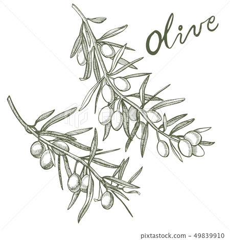 A branch of ripe olives is juicy poured with oil. Farmers market menu design. Organic food poster A branch of ripe olives is juicy poured with oil. Farmers market menu design. Organic food poster 49839910