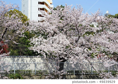 沿目黑河盛開的櫻花盛開 49839929