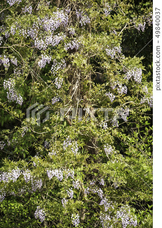 scenery scenery 49840037
