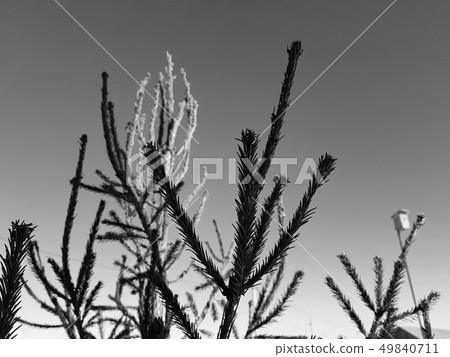 Christmas tree or pine against a blue sunny sky 49840711