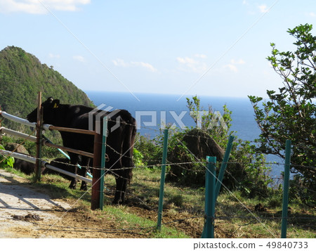 Oishijima Toshima Village Kagoshima Prefecture 49840733