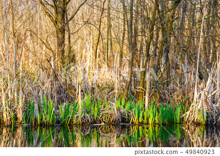 spring in a bird reserve in near Kolobrzeg, Poland 49840923