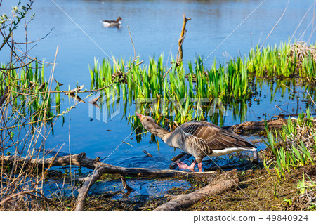 The wild greylag goose in the pond at sunset The wild greylag goose in the pond at sunset 49840924